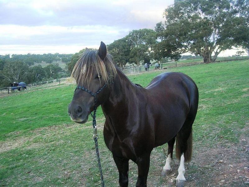 91/ Archer Hill Road, Wistow SA 5251