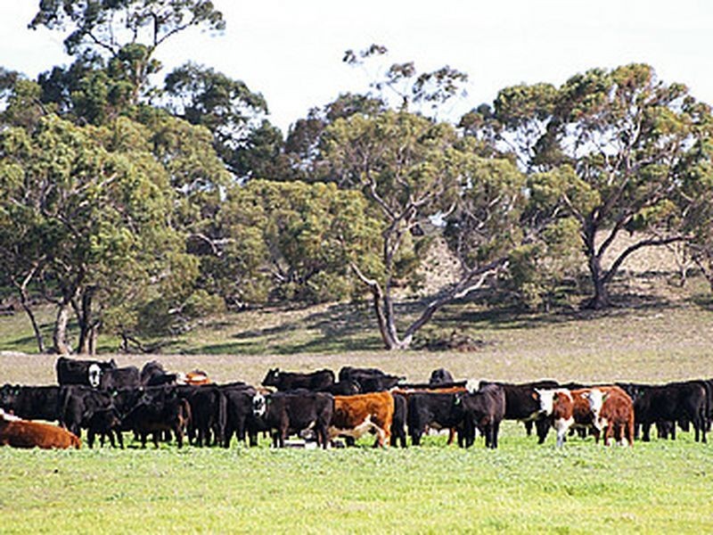 Emu Springs Road, Tintinara SA 5266