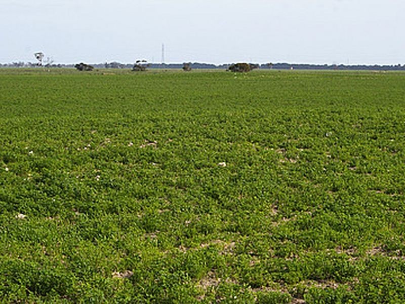 Emu Springs Road, Tintinara SA 5266