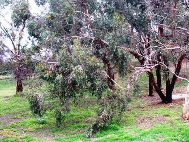 81/20 Shakes Road, Nairne SA 5252