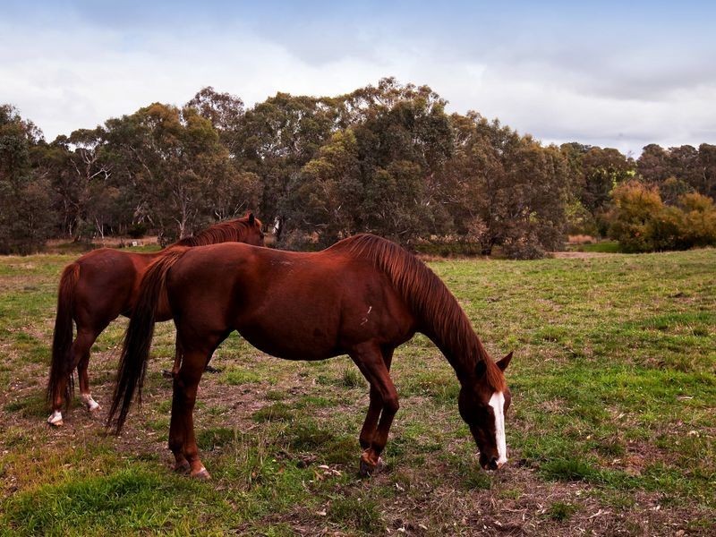 189 Pyrites Road, Nairne SA 5252