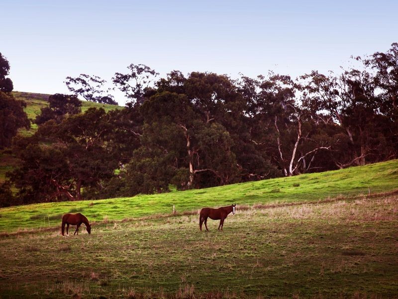 189 Pyrites Road, Nairne SA 5252