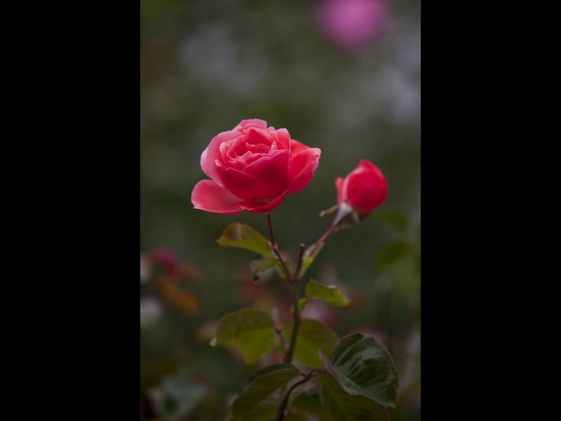 13 & 13B Oliver Court, Mount Barker SA 5251