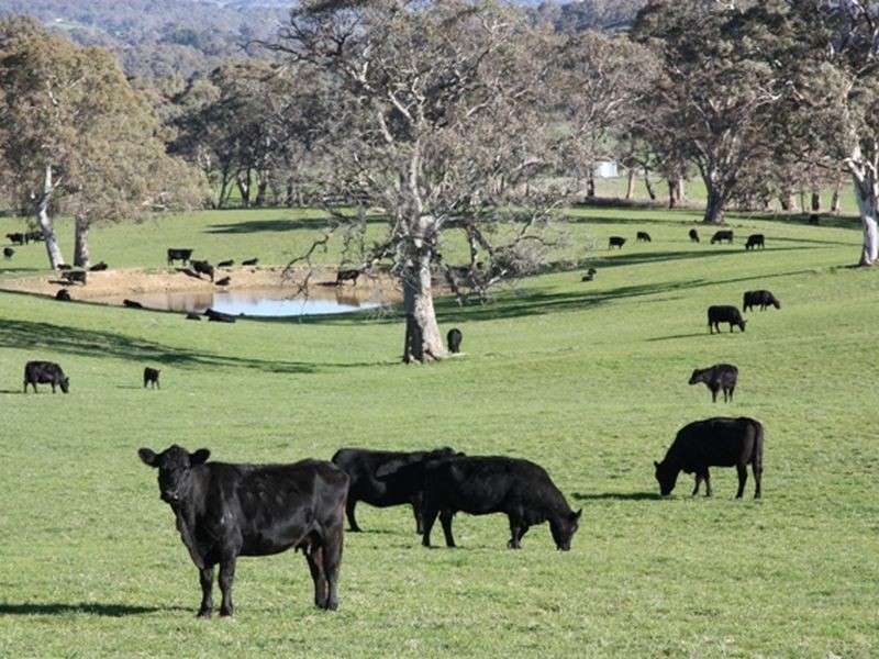 Section 1633/ Black Snake Road, Birdwood SA 5234