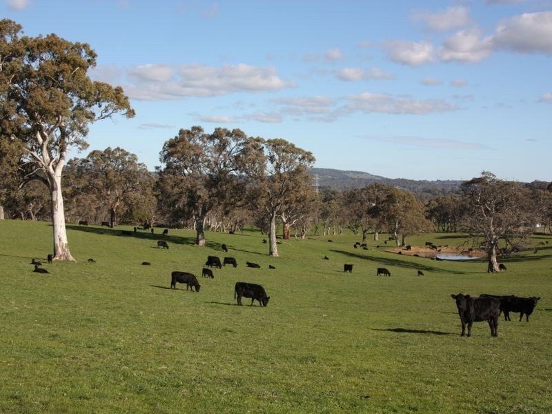 Section 1633/ Black Snake Road, Birdwood SA 5234