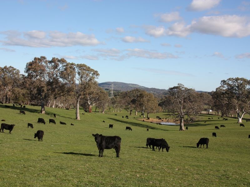 Section 1633/ Black Snake Road, Birdwood SA 5234