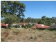 31 Claret Ash Drive, Mount Barker SA 5251