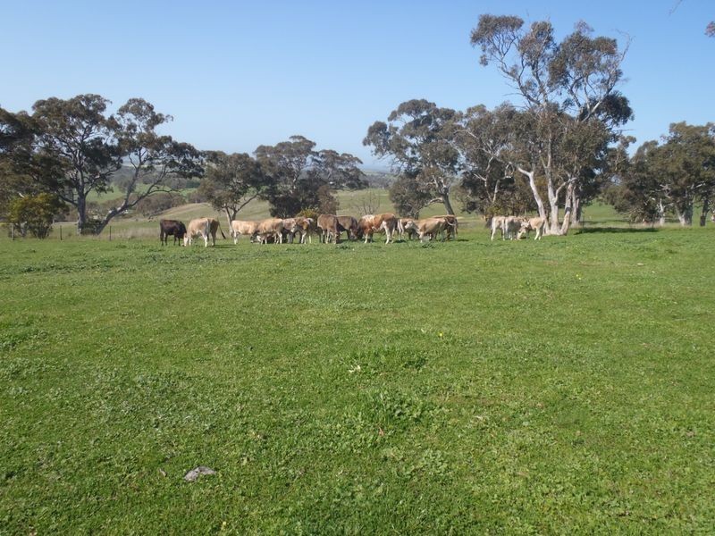 201/ Tarrawatta Road, Mount Barker SA 5251