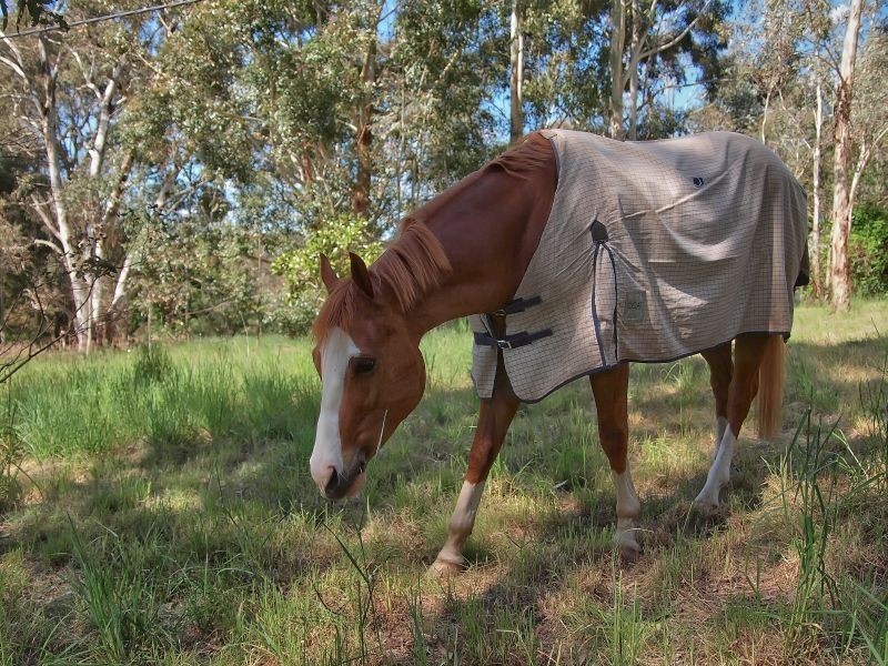 37 Jones Road, Balhannah SA 5242