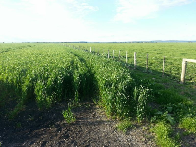 Hookings Road, Tantanoola SA 5280