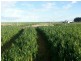 Hookings Road, Tantanoola SA 5280