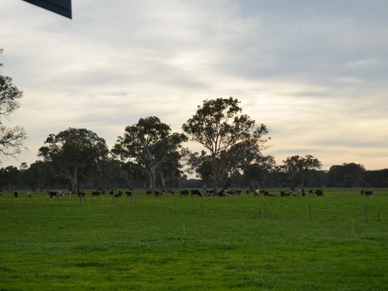 17150 Riddoch Highway, Penola SA 5277