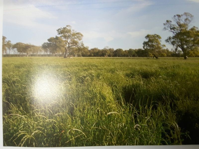 17150 Riddoch Highway, Penola SA 5277