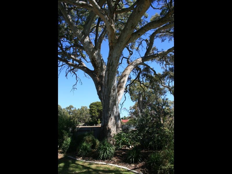 6 Graham Street, Yankalilla SA 5203