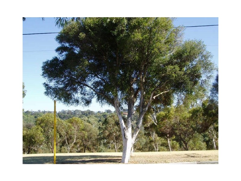 304 Lower Athelstone Road, Athelstone SA 5076