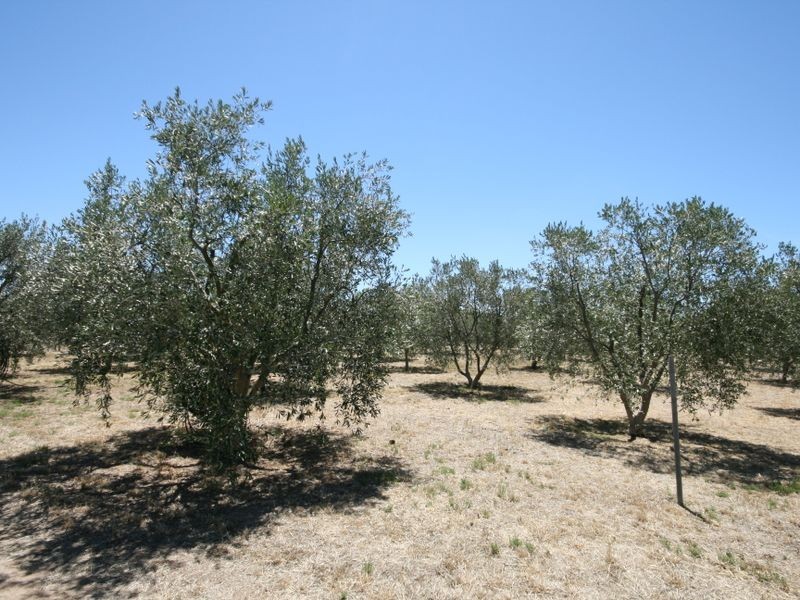 57/ Artesian Road, Two Wells SA 5501