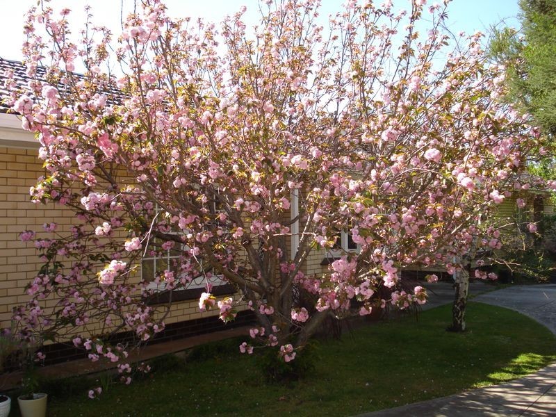 2/7 Gilding Avenue, Royston Park SA 5070