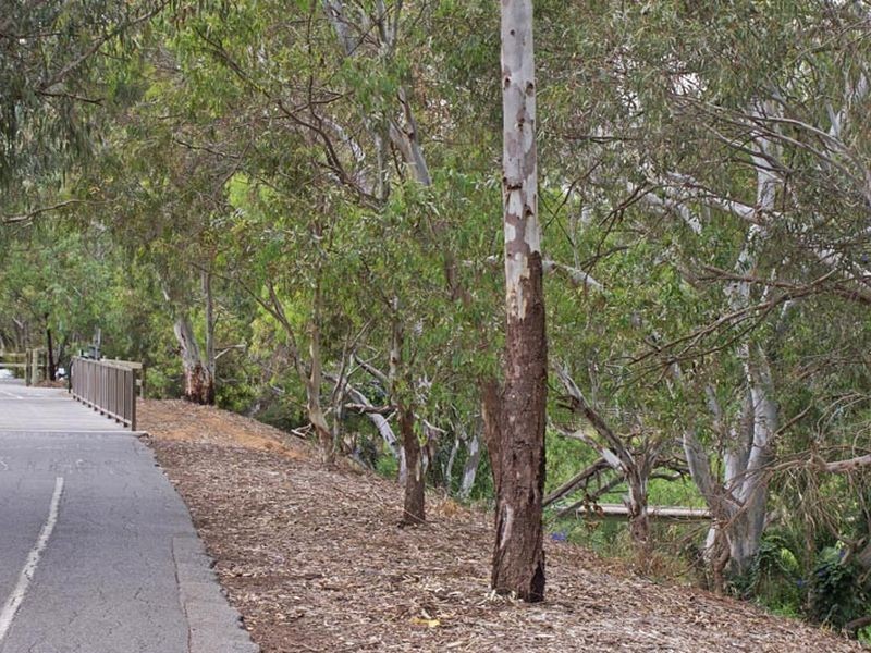 37 Riverbank Circuit (Lochiel Park), Campbelltown SA 5074