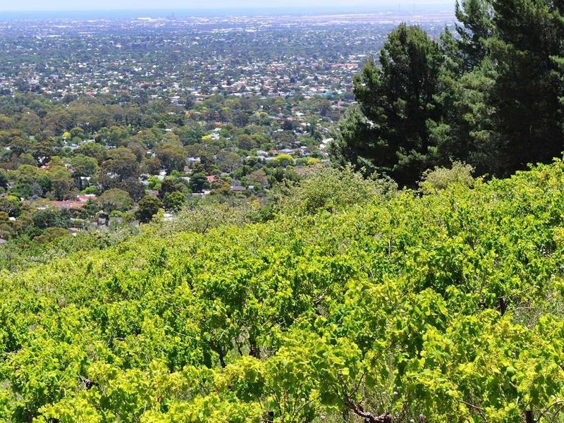 28 Clark Street, Stonyfell SA 5066