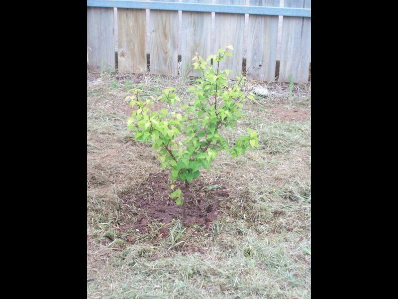 Lot 37 Alexander Street, Sellicks Beach SA 5174