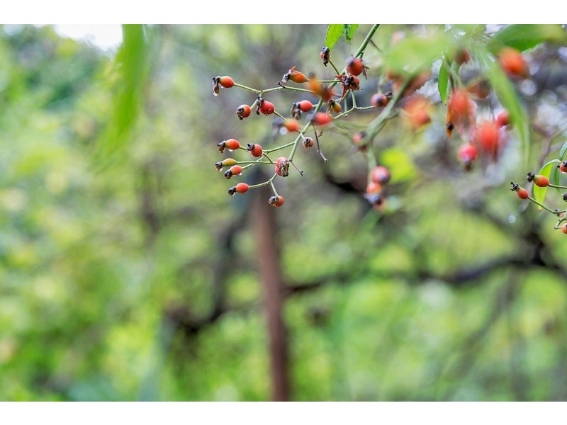 86 Orontes Avenue, Bridgewater SA 5155