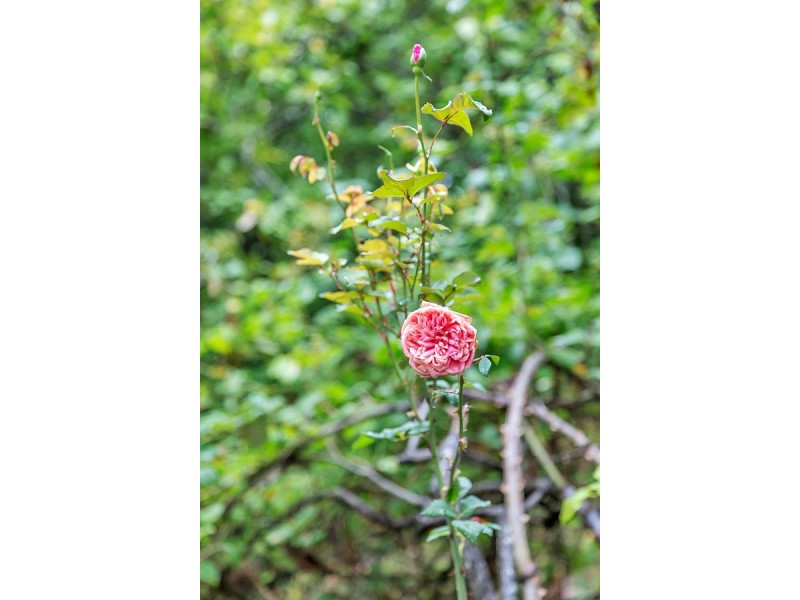 86 Orontes Avenue, Bridgewater SA 5155