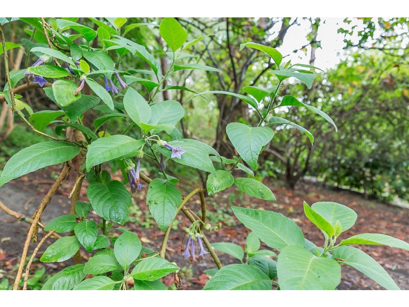 86 Orontes Avenue, Bridgewater SA 5155