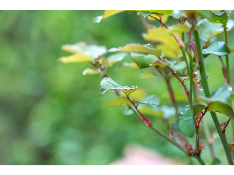 86 Orontes Avenue, Bridgewater SA 5155