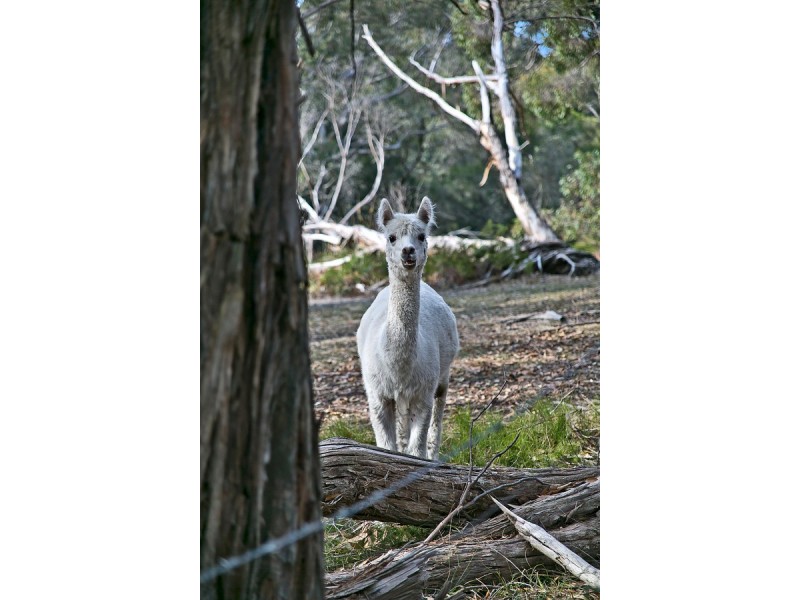 37 Woolcock Road, Longwood SA 5153