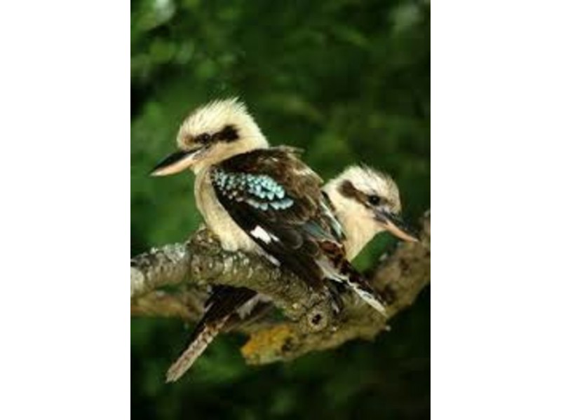 99 Upper Sturt Road, Upper Sturt SA 5156