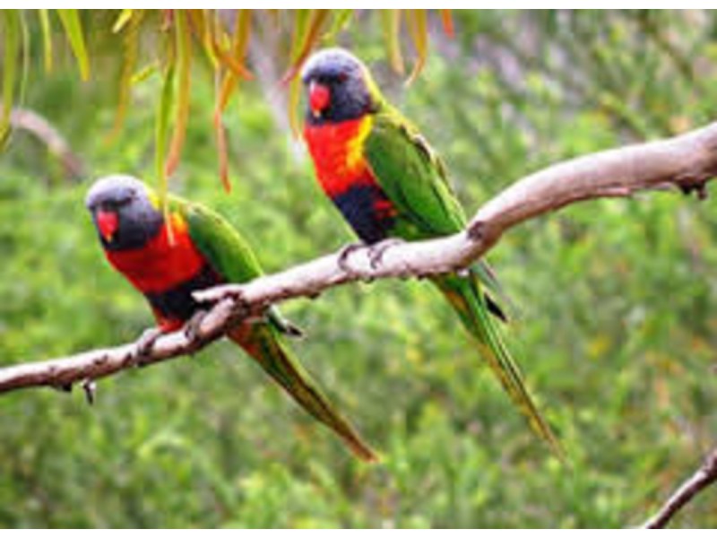 99 Upper Sturt Road, Upper Sturt SA 5156