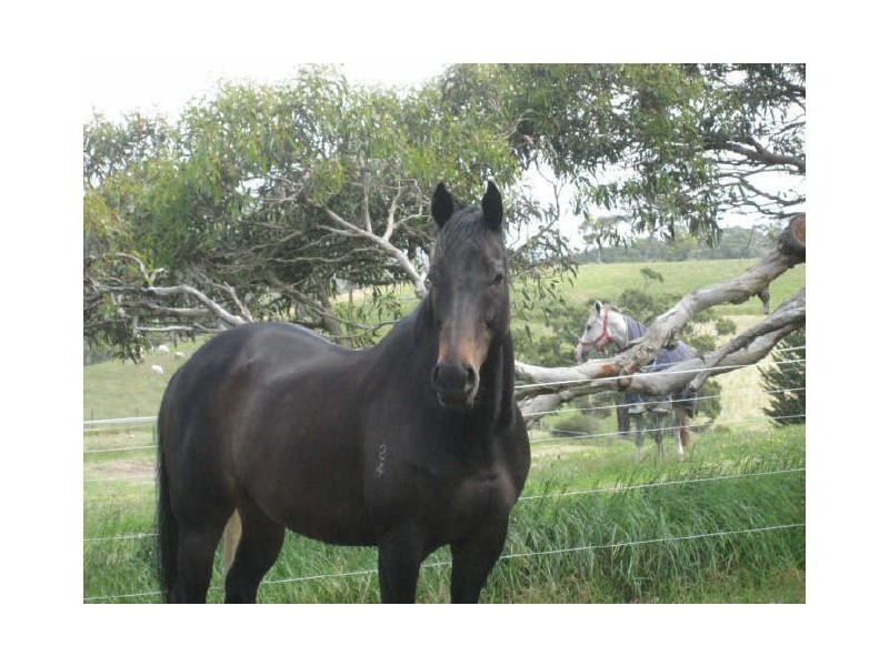 Lot 153 Peel Road, Pages Flat SA 5172