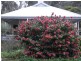 14 Churinga Road, Aldgate SA 5154