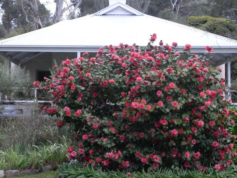 14 Churinga Road, Aldgate SA 5154