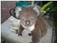 6 Howe Street, Crafers SA 5152