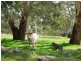 Lot 7 Bird in Hand Road, Woodside SA 5244