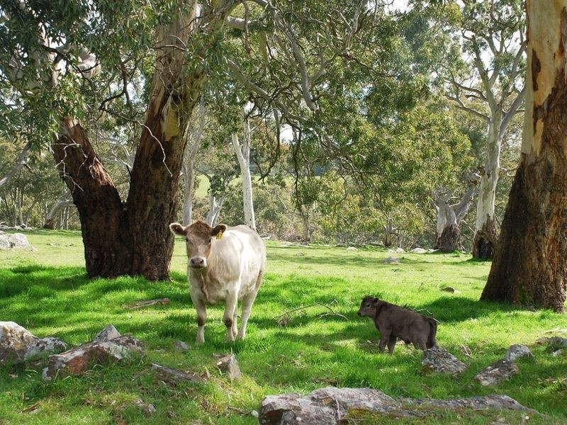 Lot 7 Bird in Hand Road, Woodside SA 5244