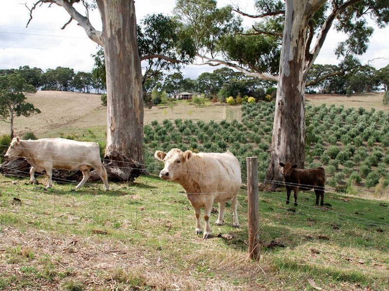 Lt 74 Marshall Rd, Chandlers Hill SA 5159