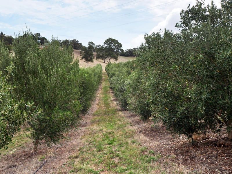 Lt 74 Marshall Rd, Chandlers Hill SA 5159