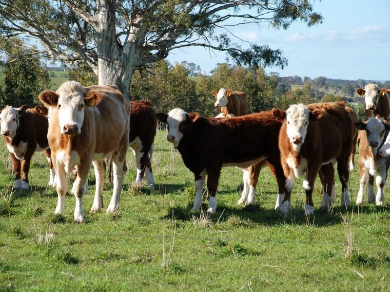 Lot 1 Stirling Hill Rd, Wistow SA 5251