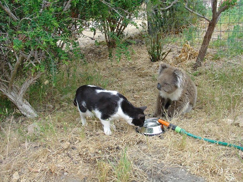 1 Blackwood Lane, Aldgate SA 5154