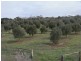 Lot 1 Callington Road, Callington SA 5254