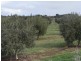 Lot 1 Callington Road, Callington SA 5254