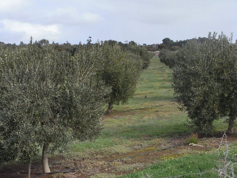 Lot 1 Callington Road, Callington SA 5254