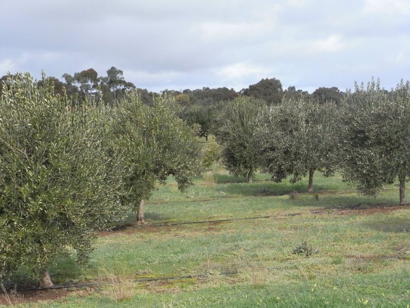 Lot 1 Callington Road, Callington SA 5254