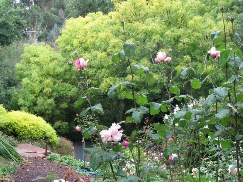 6 Gould Road, Stirling SA 5152