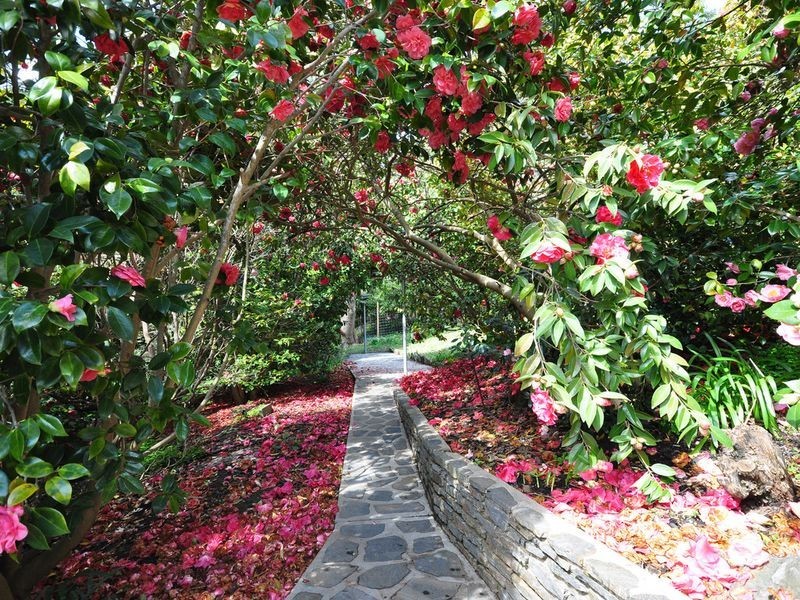 52 Wilpena Terrace, Aldgate SA 5154