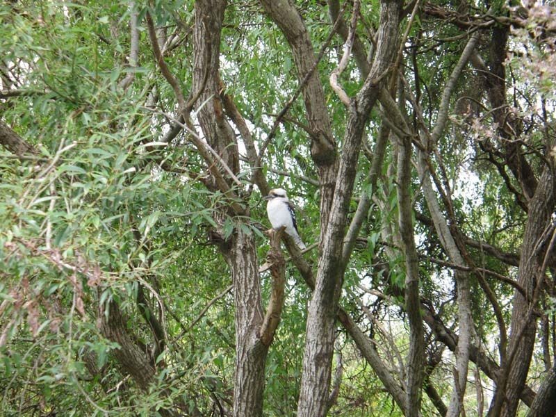 7 Stott Place, Stirling SA 5152