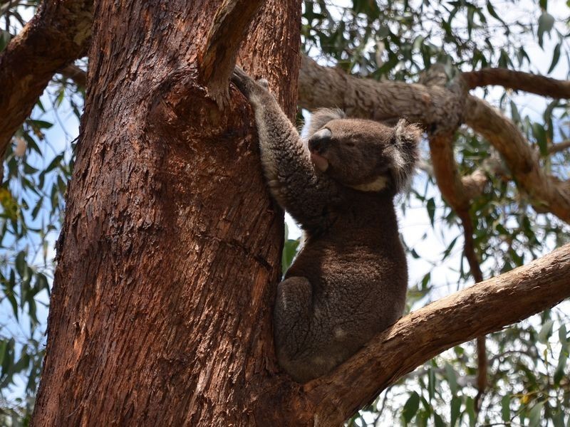 157 Upper Sturt Road, Upper Sturt SA 5156