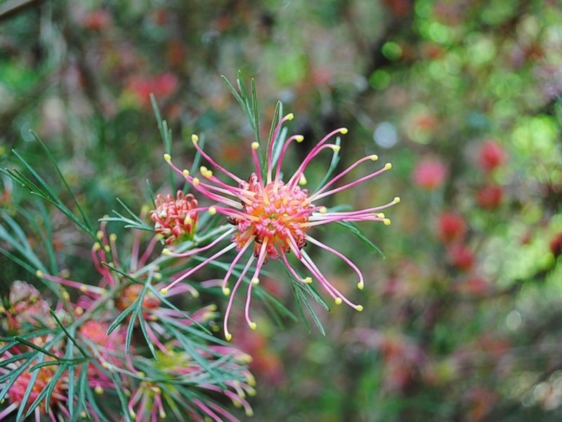 82 Tanahmerah Road, Balhannah SA 5242